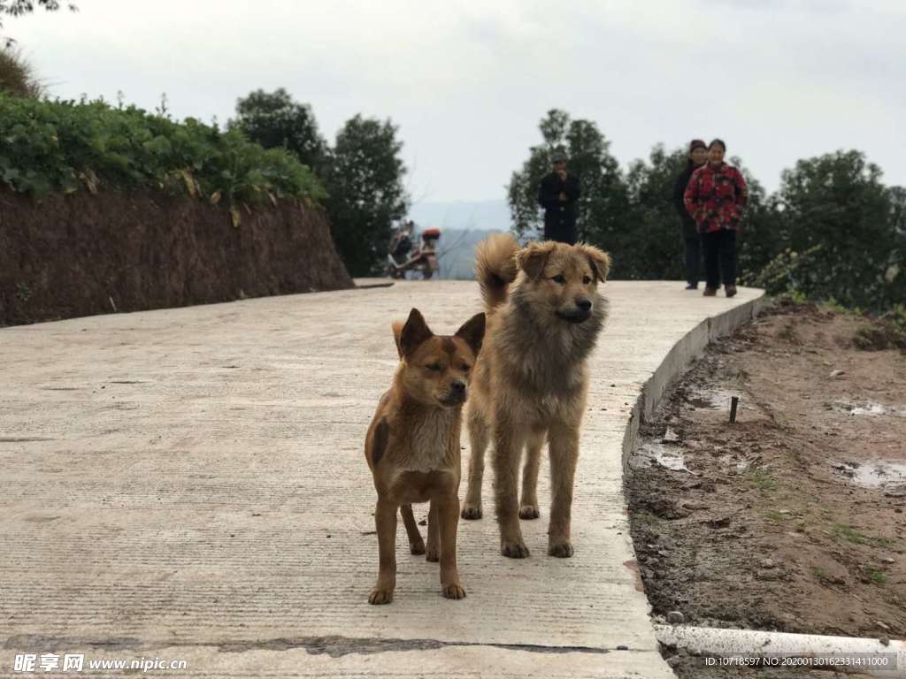 狗狗