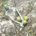 水果果实