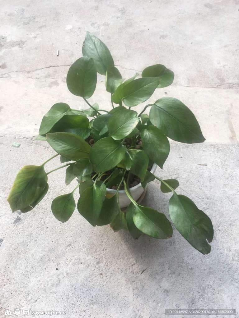 花卉
