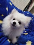 狗狗