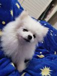 狗狗