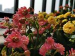 长寿花
