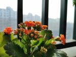 长寿花