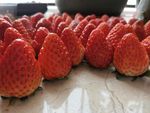 草莓