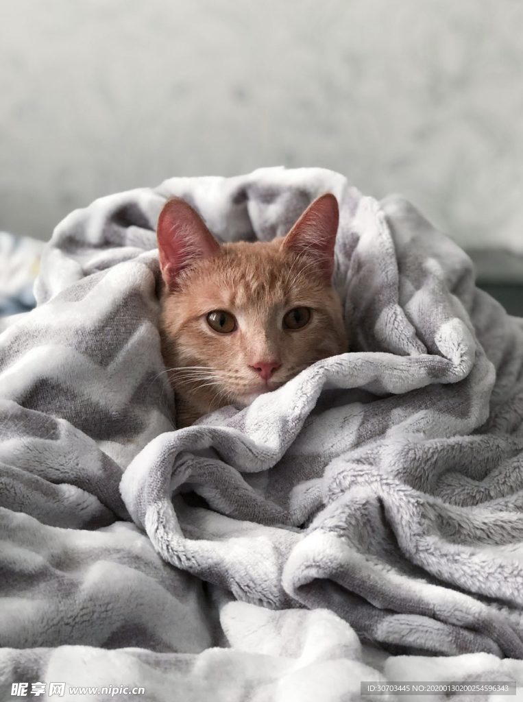 被子里的猫