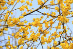 蜡梅花