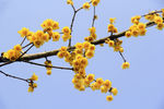 腊梅花