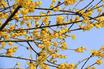 蜡木
