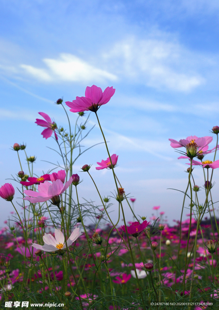 花草