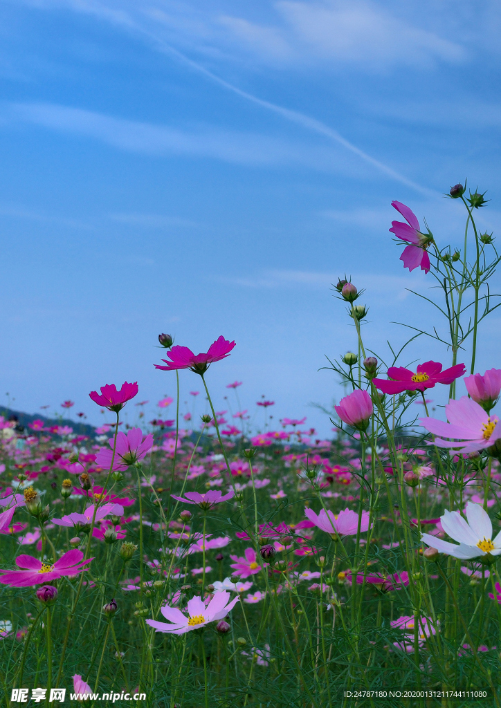 花草