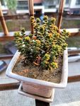多肉植物