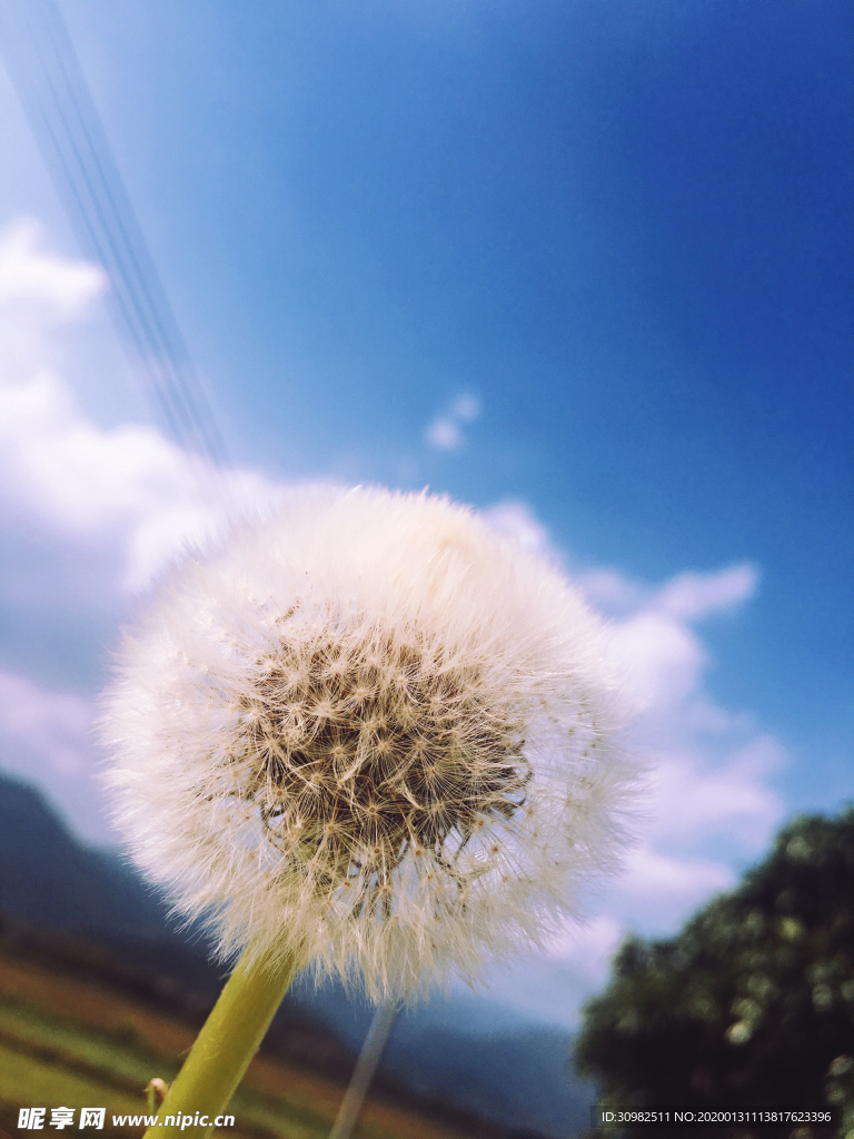 蒲公英