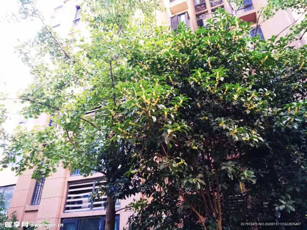 小区绿化