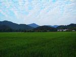 田园风光