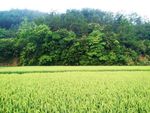 山区稻田