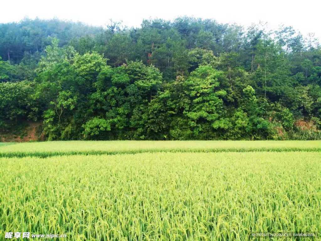 山区稻田