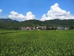 田园新村