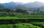 田野