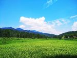 田野