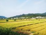 麦田