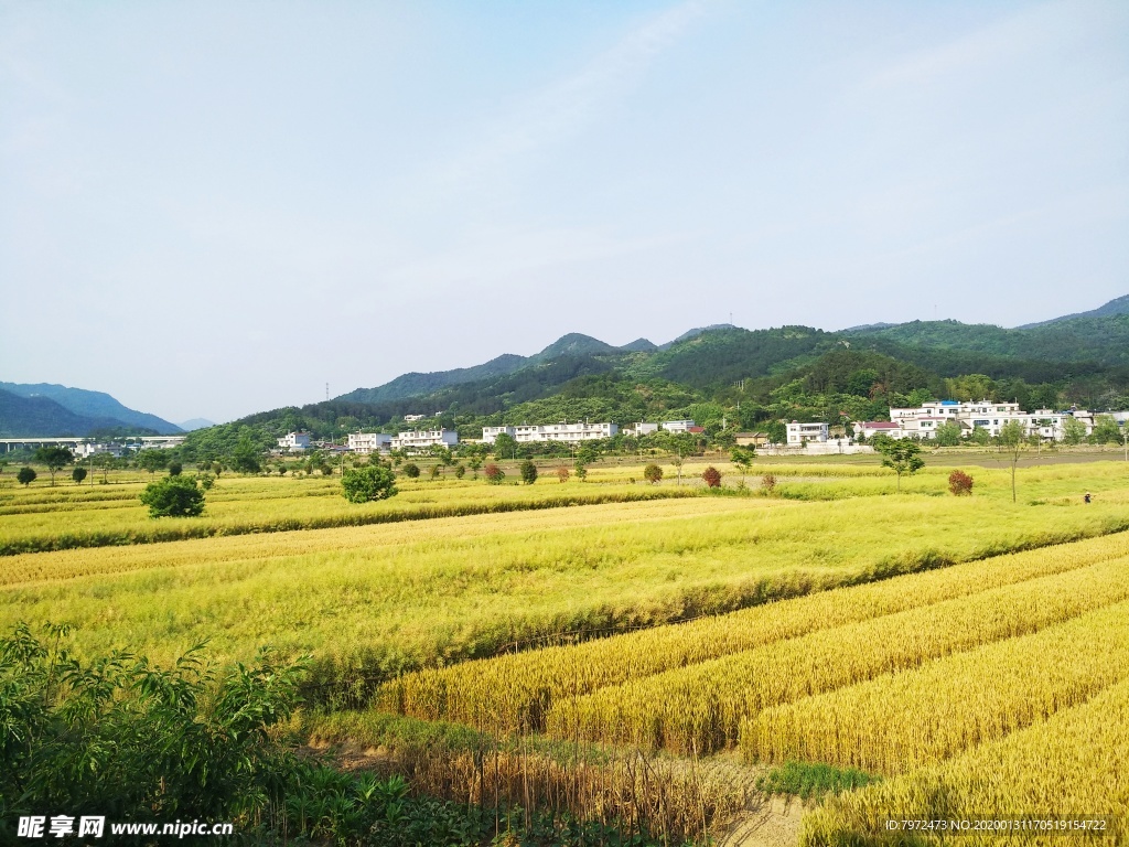 麦田