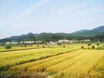 麦田