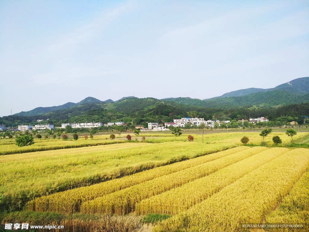麦田
