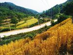 麦林