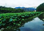 夏荷