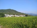 稻田