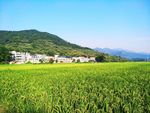 稻田