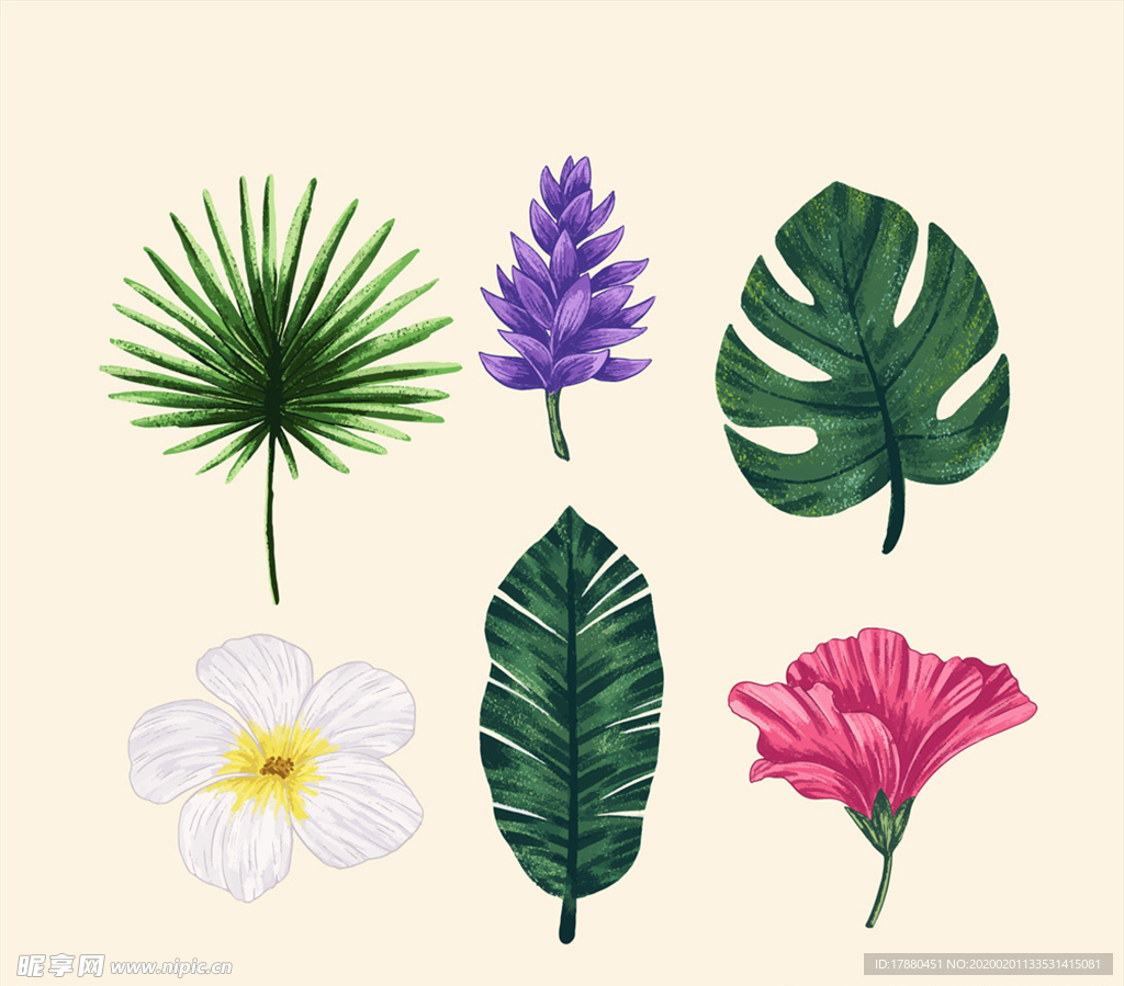 彩绘热带花朵和树叶