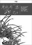 中国工笔画图谱-草蘭