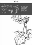 中国工笔画图谱-報春花