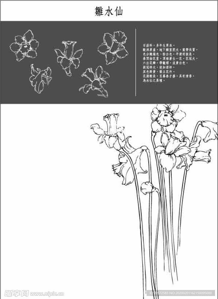 中国工笔画图谱-雛水仙