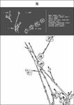 中国工笔画图谱-梅