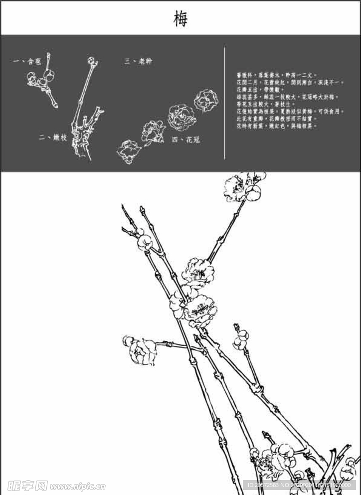 中国工笔画图谱-梅