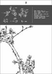 中国工笔画图谱-杏
