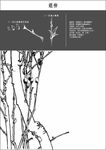 中国工笔画图谱-銀柳