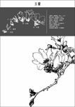 中国工笔画图谱-玉蘭