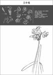 中国工笔画图谱-玉玲瓏