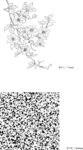 日本线描植物花卉矢量素材