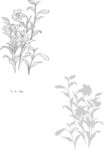 日本线描植物花卉矢量素材
