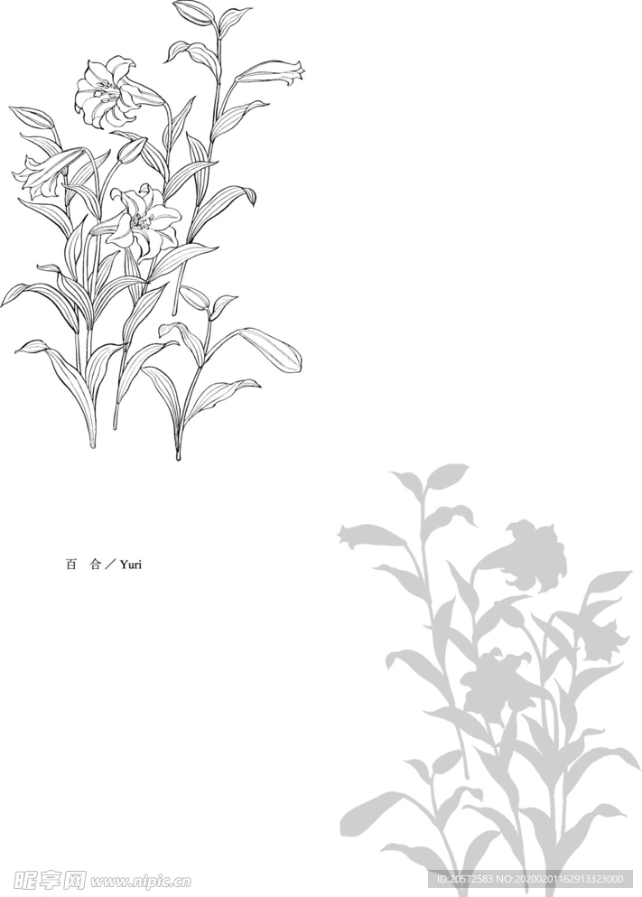 日本线描植物花卉矢量素材