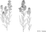 日本线描植物花卉矢量素材