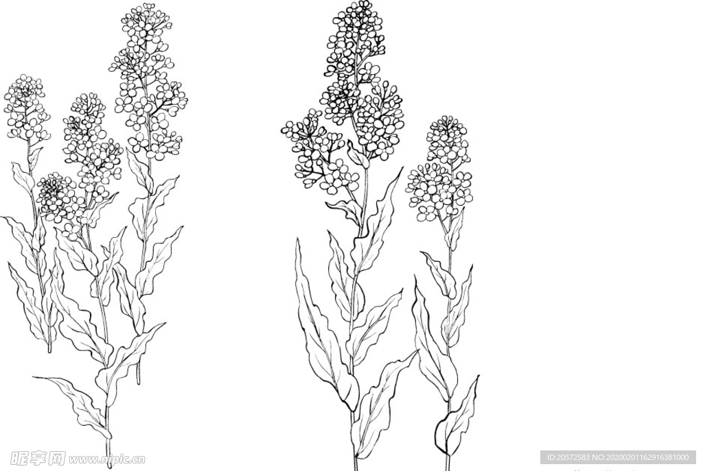 日本线描植物花卉矢量素材