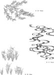 日本线描植物花卉矢量素材