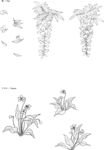 日本线描植物花卉矢量素材