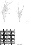 日本线描植物花卉矢量素材