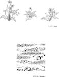 日本线描植物花卉矢量素材